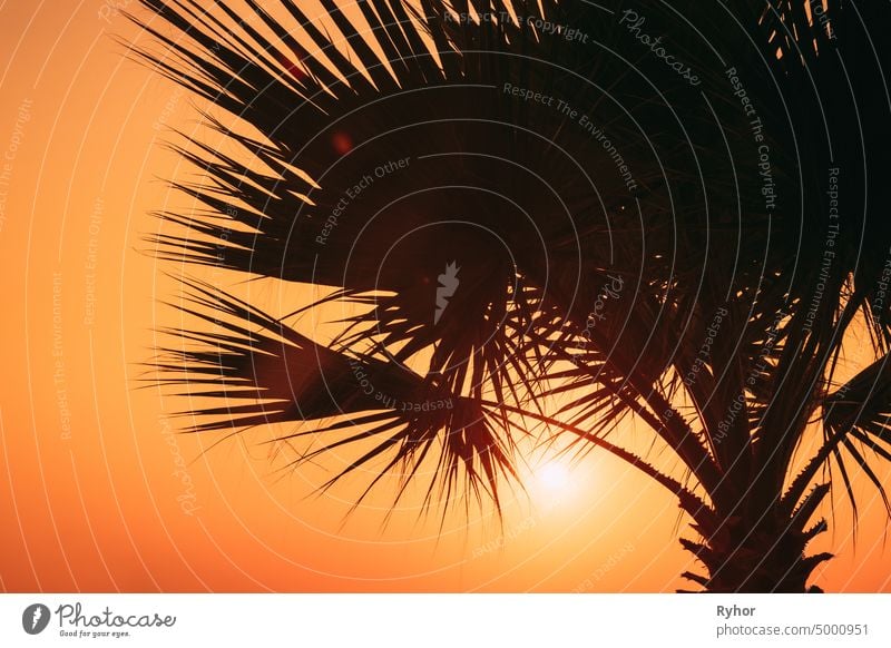Close View of Dark Black Palm Trunk Silhouette in natürlichem Sonnenlicht der hellen Sonne. Sonnenschein durch Palmzweige Hintergrundbeleuchtung