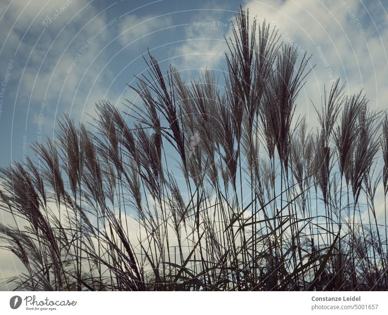 Graswedel vor weißbewölktem blauen Himmel Wolken Reihe schwarz Farbkontrast braun Wölkchen aufrecht wedeln Wedel