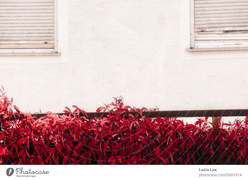 Parthenocissus, wilder Wein leuchtend rot vor der Fassade eines alten Hauses parthenocissus Wilder Wein Jungfernrebe Zaunrebe Herbst herbstlich Pflanze