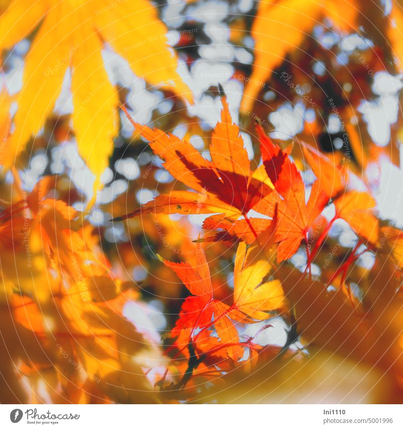 Oktoberglühen Herbst Pflanze Zierbaum Baum Herbstfärbung Leuchtkraft rötlich gelb orange Highlight im Garten