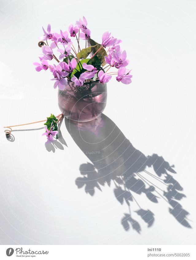 Herbst-Alpenveilchen für Helgi Blumenvase lila Glasvase gepflückt Efeublättriges Alpenveilchen Cyclamen hederifolium Staude Herbstblüher Blüten rosa