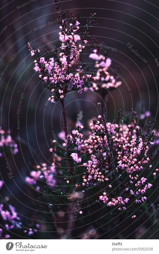 Heidestrauch in lilarosa Heideblüte Heideromantik Heidefarben blühende Heide Sommerheide malerisch poetisch kleine Blüten nordische Romantik dunkel Wildpflanze