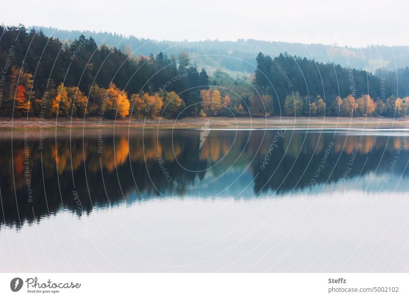 Herbst am Seeufer Ufer Spiegelung Wasserspiegelung Herbstnebel ruhig Idylle neblig verträumt friedlich Ruhe Erholung herbstlich Wasseroberfläche Oktober