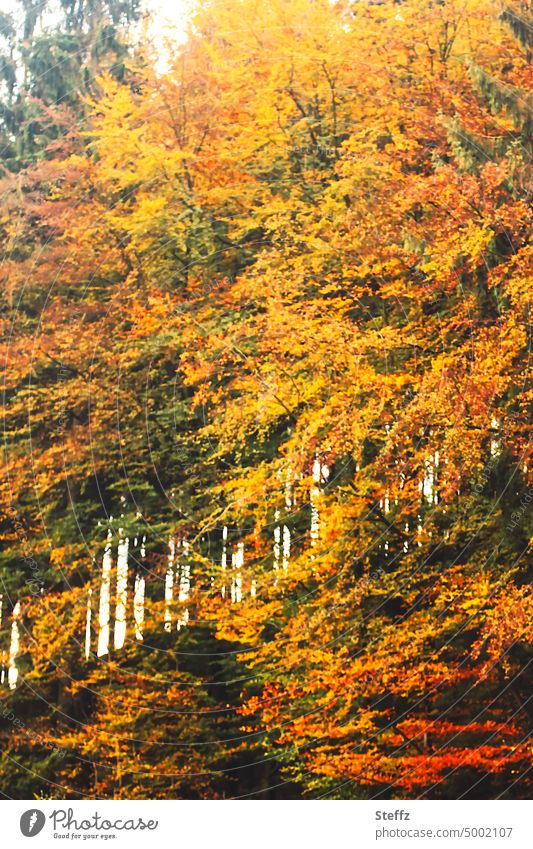 Herbst am Hügel Herbstwald herbstliche Impression Herbstbäume Blätterwand Farbenpracht Oktoberwald goldener Oktober Oktoberwetter grell schillernd farbenfroh