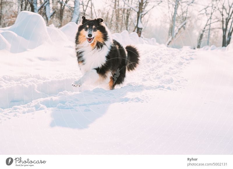 Funny Young Shetland Sheepdog, Sheltie, Collie Fast Running Outdoor In Snowy Park. Playful Haustier im Winter Wald Englischer Collie Langhaar Collie