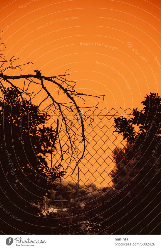 Künstlerische und bunten Hintergrund der Silhouette der Zweige gegen den Himmel Natur künstlich Niederlassungen winken vaporwave Stimmung Tapete Leerraum