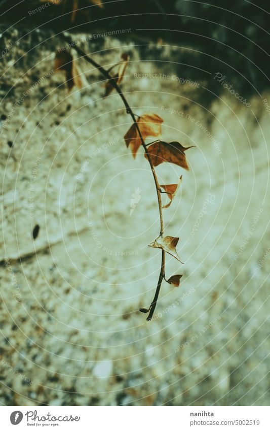 Saisonale und stimmungsvolle Bild der getrockneten Blätter eines Zweiges Blatt Herbst Stimmung Hintergrund saisonbedingt trocknen Efeu dunkel Dunkelheit Natur