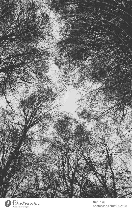 Moody Bild in schwarz und weiß der Spitze der Bäume in einem Wald Top Baum Hintergrund Stimmung Niederlassungen Natur natürlich sehr wenige minimalistisch