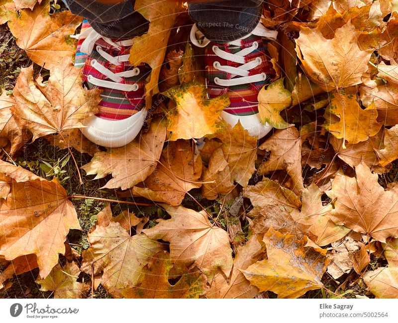 Bunte Treter im Herbstlaub herbstlich Herbstfärbung Außenaufnahme Herbstbeginn Baum Natur Menschenleer Umwelt Blätter Vergänglichkeit Jahreszeiten