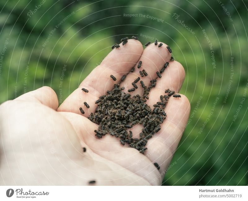 Nahaufnahme einer Hand auf deren Oberfläche sich zahlreiche Borkenkäfer (Ips typographus) befinden. borkenkaefer insekten Käfer Buchdrucker Fichtenborkenkäfer