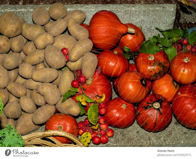Kartoffeln und Kürbisse Ernährung Erntedankfest Landwirtschaft Herbst Lebensmittel Dekoration & Verzierung Ackerbau Halloween frisch Anbau reif Gesundheit