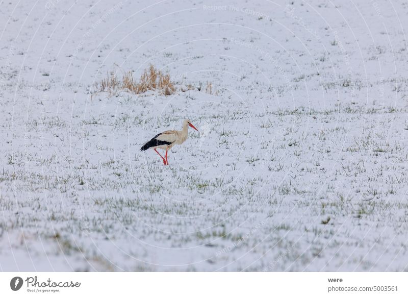 Ein vom Winter überraschter Weißstorch sucht im Biotop Schmuttertal bei Augsburg nach Nahrung im Schnee ciconia ciconia ciconia Gablingen Tier Vogel kalt