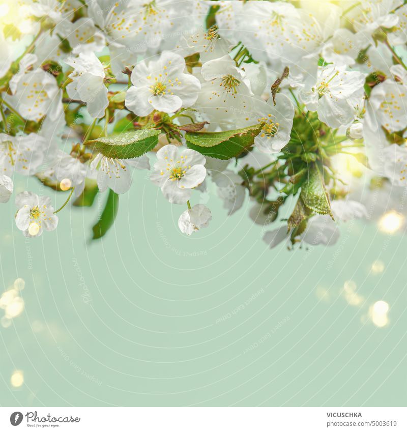 Weiße Kirschblüte mit Bokeh auf hellgrünem Hintergrund. Frühling Natur Hintergrund weiß Kirschblüten Licht Ast Flora Blütenblatt sonnig Blatt Sonnenlicht Garten