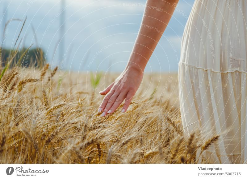 Nahaufnahme: Frauenhände halten vorsichtig Ähren in einem Weizen- und Roggenfeld. Hand Feld Bauernhof Pflege Müsli Korn Ackerbau Ernte Sommer Natur Lebensmittel