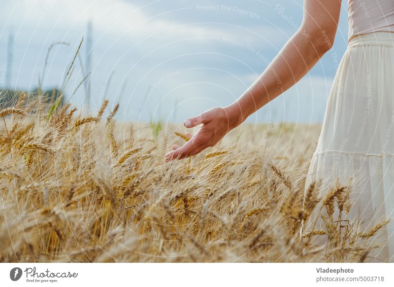 Nahaufnahme Frauenhände halten vorsichtig Ähren in einem Weizen- und Roggenfeld Hand Feld Bauernhof Pflege Müsli Korn Ackerbau Ernte Sommer Natur Lebensmittel