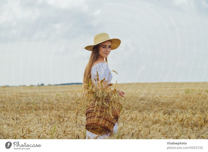 Reife Weizenähren in einem Weidenkorb in den Händen einer Frau auf einem Weizenfeld. Ernte Konzept Feld Korb Kleid Hut Rücken Ansicht Roggen Behaarung blond