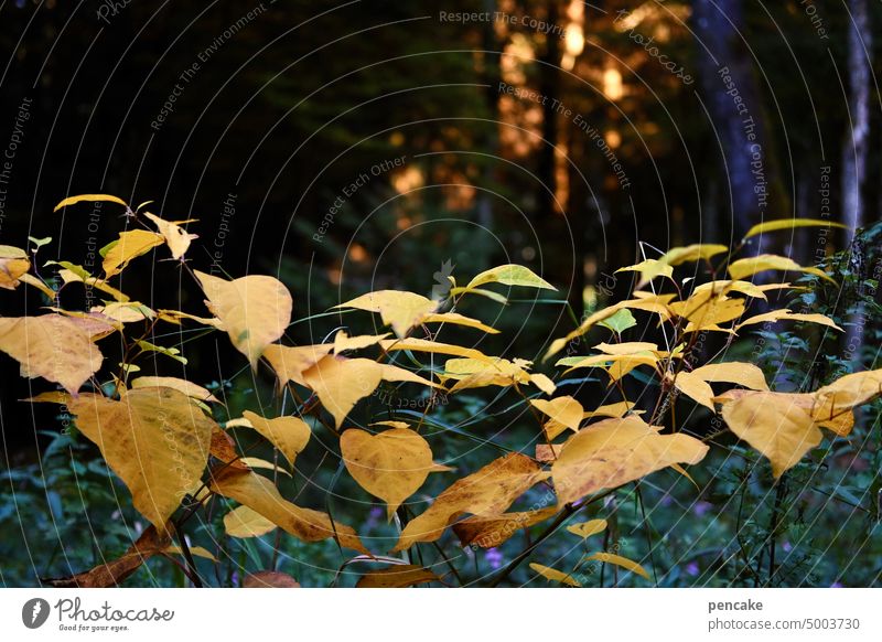nachtleben | im blätterwald Wald Dunkelheit Sonnenuntergang Restlicht Laub Blätter Herbst leuchten orange Herbstlaub Jahreszeiten gelb Vergänglichkeit