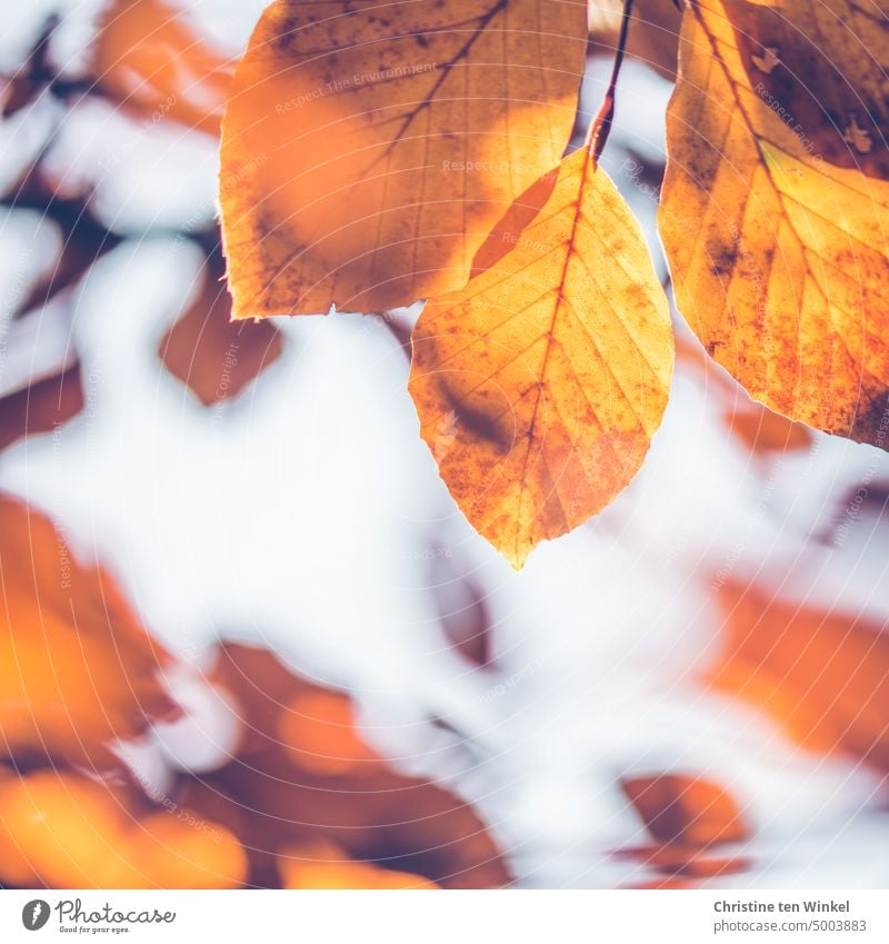 Goldene Buchenblätter im Sonnenschein Herbstfärbung Blätter bunte Blätter Herbstlaub Zweige Zweige u. Äste herbstlich Natur Vergänglichkeit Jahreszeiten Blatt