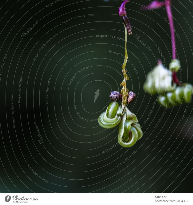 seltsam | leere Samenkapsel  vom Drüsigen Springkraut Drüsiges Springkraut Indisches Springkraut Formen und Strukturen hängend Kringel komisch