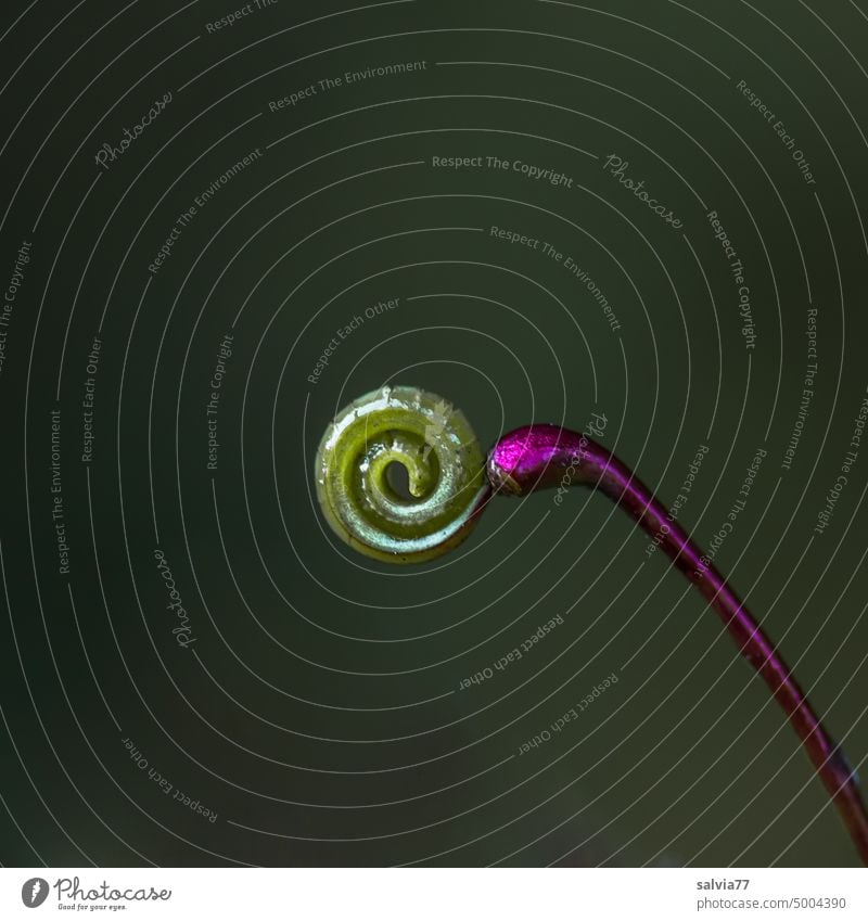seltsam | Kringel am Stiel Pflanze Detailaufnahme Formen und Strukturen Spirale Makroaufnahme lila grün Hintergrund neutral Freisteller außergewöhnlich