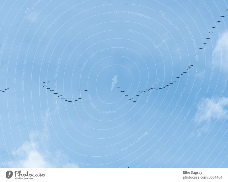 Vogelschwarm -Formationsflug am Himmel Zugvogel Zugvögel Vogelzug Außenaufnahme Freiheit Schwarm Wildtier Herbst Vögel Bewegung fliegen