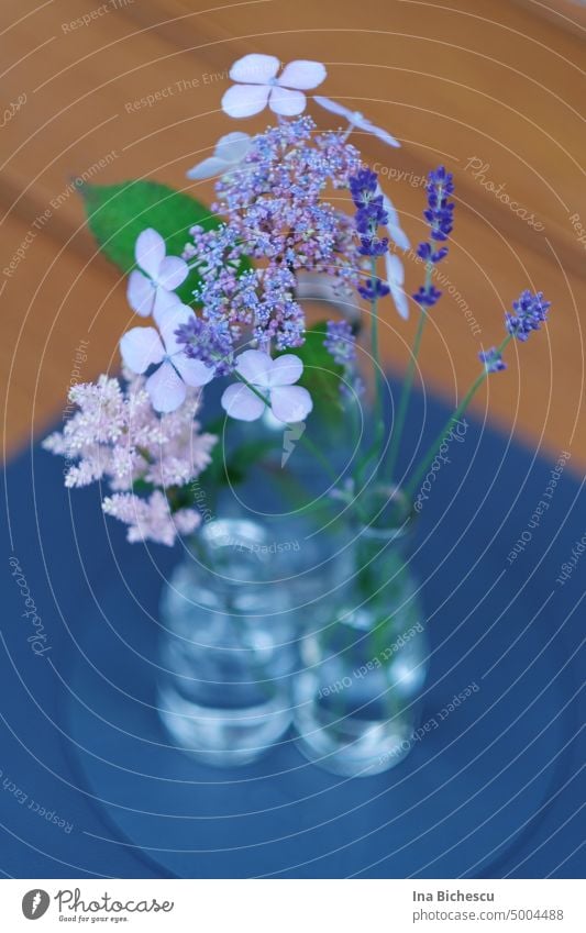 Hortensien und Lavendel Blüten in kleine durchsichtige Flaschen auf blauem Untersetz, auf einer Holzplatte. Duft Pflanze violett Blume Sommer Natur Farbfoto