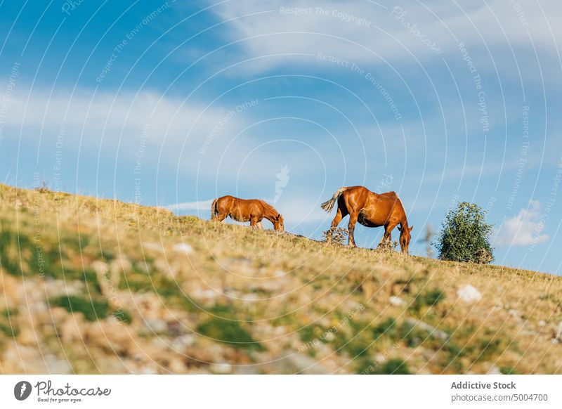 Braune Pferde auf der Weide im Hochland Berge u. Gebirge weiden Hügel Herde Tier Natur pferdeähnlich Gras Säugetier heimisch Pyrenäen lleida Katalonien Spanien