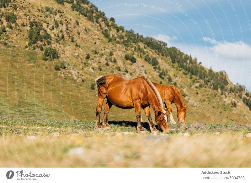 Braune Pferde auf der Weide im Hochland Berge u. Gebirge weiden Hügel Herde Tier Natur pferdeähnlich Gras Säugetier heimisch Pyrenäen lleida Katalonien Spanien