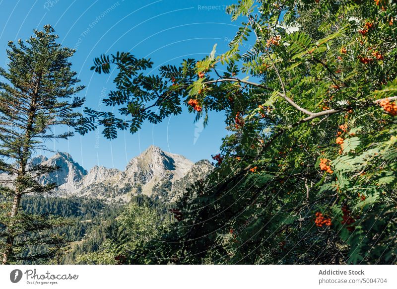Grüne Bäume in der Nähe des Bergkamms Baum Berge u. Gebirge Kamm Blauer Himmel Sommer Vogelbeere Kiefer Wald Natur üppig (Wuchs) Pyrenäen lleida Katalonien