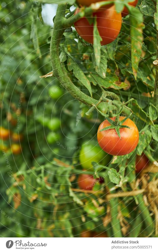 Tomatenanbau im Garten auf dem Bauernhof Landschaft reif Gemüse Ast organisch rot Ackerbau Saison frisch Pflanze Sommer Agronomie Flora vegetieren Botanik
