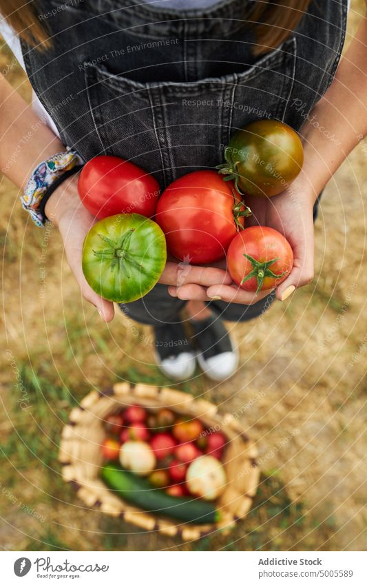 Erntekind mit einem Haufen Tomaten auf dem Lande Mädchen abholen Handvoll Gemüse Bauernhof reif frisch Landwirt Saison Landschaft Ackerbau Lebensmittel Kind roh