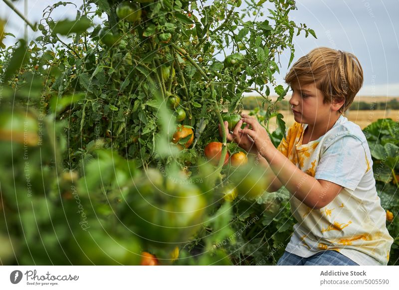 Junge pflückt Gemüse in einem üppigen Garten auf einem Bauernhof Kind Ernte pflücken grün Tomate gesunde Ernährung Landschaft Korb abholen sortiert organisch