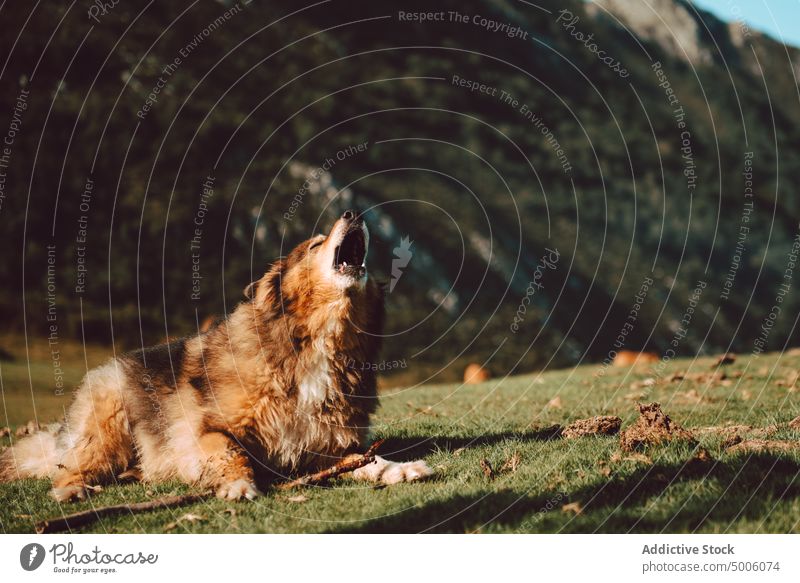 Nahaufnahme eines Hundes in einem Wald Natur allein Haustier Tier Eckzahn Park heimisch im Freien niedlich Porträt Stammbaum Hintergrund Reinrassig schön jung