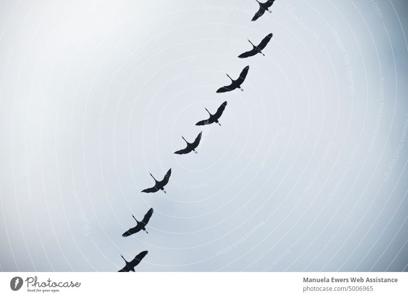 Eine Gruppe von Zugvögeln fliegt in Formation Richtung Süden zugvögel flug formation reisen süden fliegen tiermigration wanderung route wegfliegen gruppe
