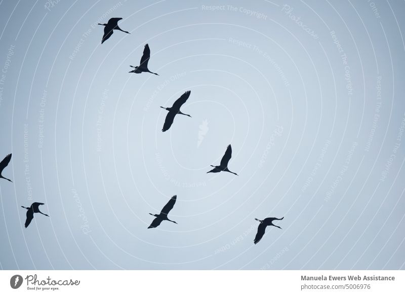 Eine Gruppe von Zugvögeln fliegt in Formation Richtung Süden zugvögel flug formation reisen süden fliegen tiermigration wanderung route wegfliegen gruppe