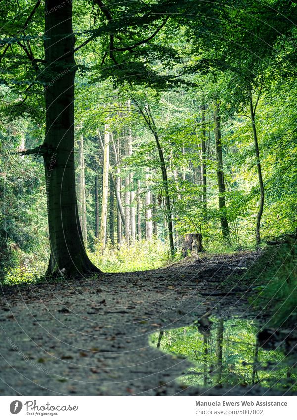 Ein Wanderweg im Wald an einem verregneten Tag waldweg wanderweg pfütze regen baum bäume grün durchatmen erholung entspannung blutdruck geräusche nass nässe