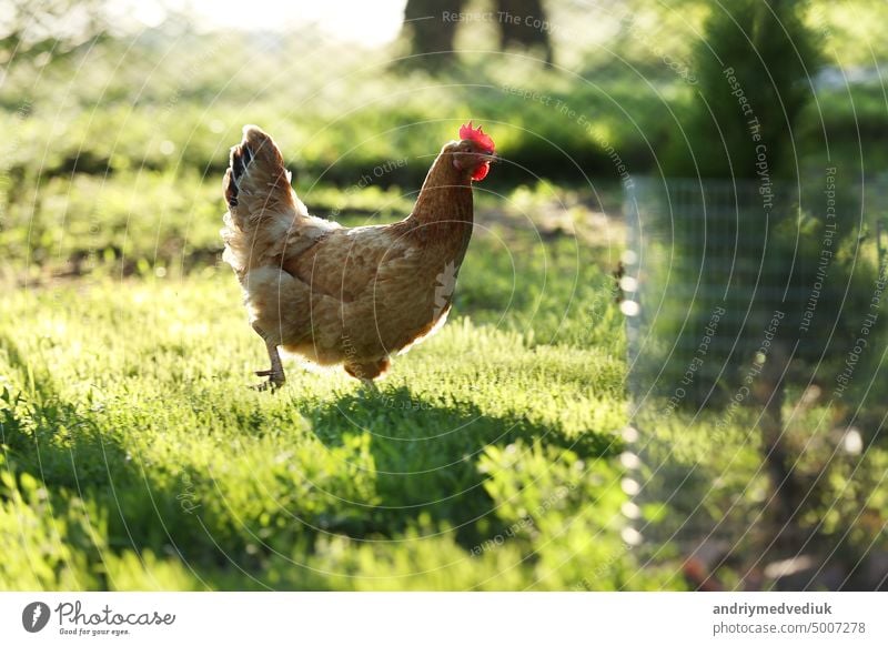 Braunes Huhn frisst Futter auf dem Grasboden. Farming Pet Concept. Hühner beim Mittagessen im Garten. braune Henne Porträt Hähnchen ökologisch zu picken