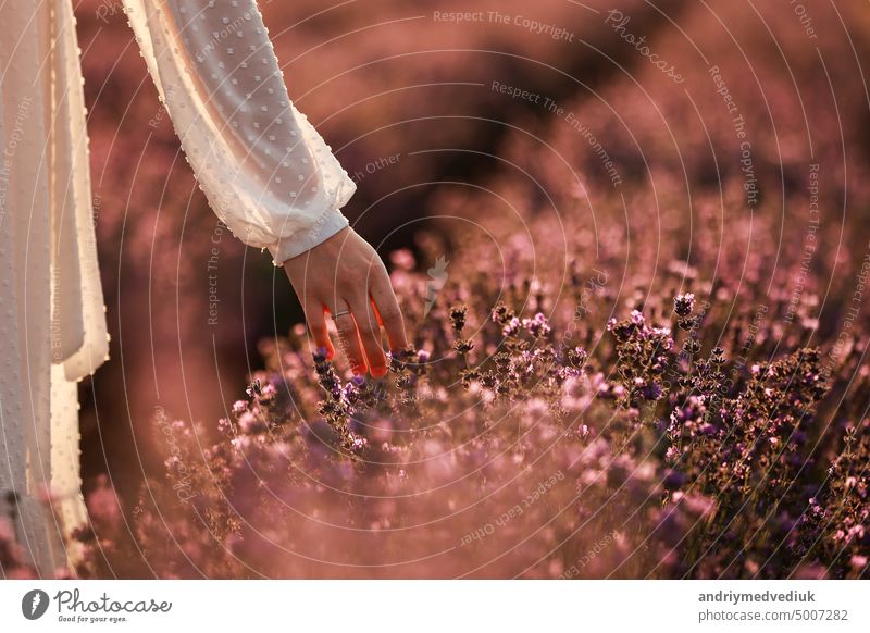 Die Hand einer Frau berührt Lavendelblüten auf einem Lavendelfeld im Sommer bei Sonnenuntergang. Naturkosmetik-Konzept. Banner. Platz für Text. Blütezeit Feld