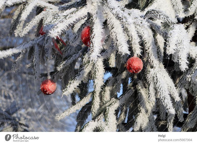 Detailaufnahme von Fichtenzweigen, die mit Raureif bedeckt und mit roten Christbaumkugeln geschmückt sind Zweige Winter Eiskristalle gefroren kalt Kälte