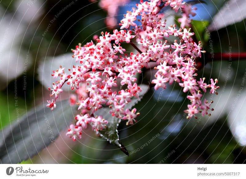 rosa Blüten vom rotblättrigen Holunder Blume Holunderblüte rotblättriger Holunder Black Beauty Strauch außergewöhnlich Frühling blühend Pflanze Natur
