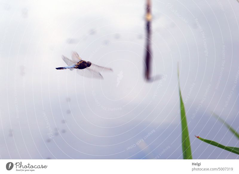 großer Blaupfeil (Libelle) im Rüttelflug über einem Gewässer Großlibelle Orthetrum cancellatum männlich Segellibelle Teich See Weiher Wasser Pflanze Sommer