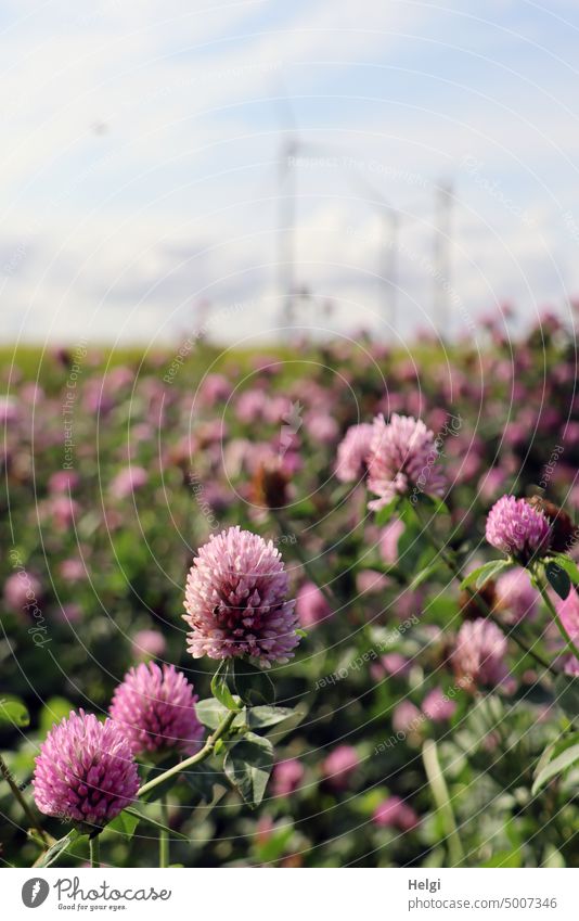 Rotklee blüht auf einem Feld, im Hintergrund stehen Windkraftanlagen Klee Wiesenklee Landwirtschaft Pflanze Blüte blühend Blütenstand Futterpflanze Gründüngung