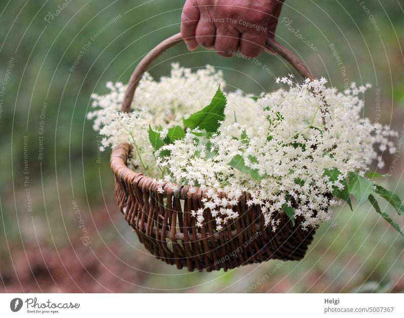 Hand hält einen Weidenkorb, der mit Holunderblüten gefüllt ist Korb gepflückt Blüte Blatt Pflanze Natur Sommer natürlich Außenaufnahme Farbfoto Gesundheit