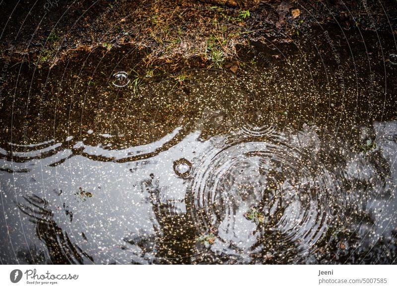 Regentropfen trifft Pfütze nass Herbst Wasser Wassertropfen Regenwetter Wetter Tropfen feucht Wege & Pfade schlechtes Wetter herbstlich