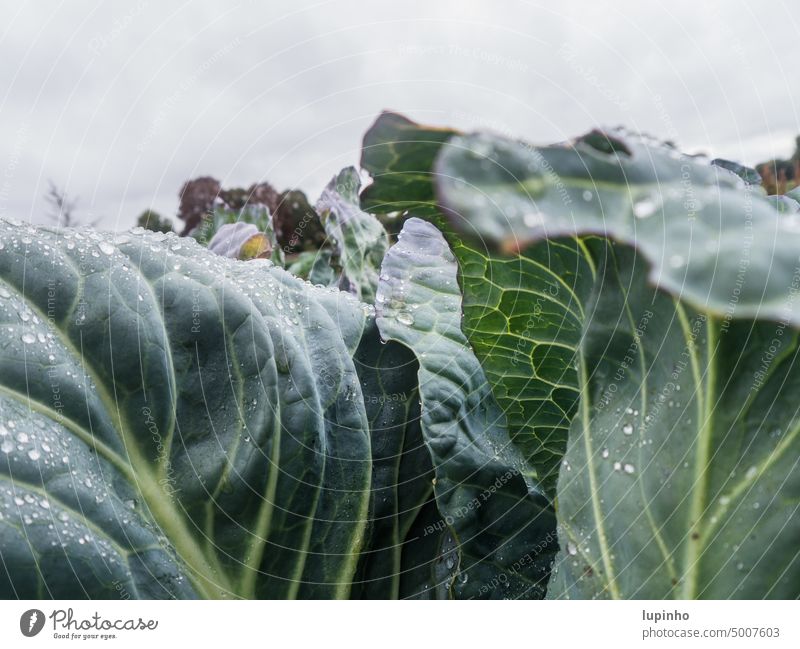Grünkohl im Oktober bei leichtem Regenfall Kohlblätter Herbst Erntezeit Deutschland ErdingerMoos Regentropfen Dschungel Blätter groß blaugrün Feld