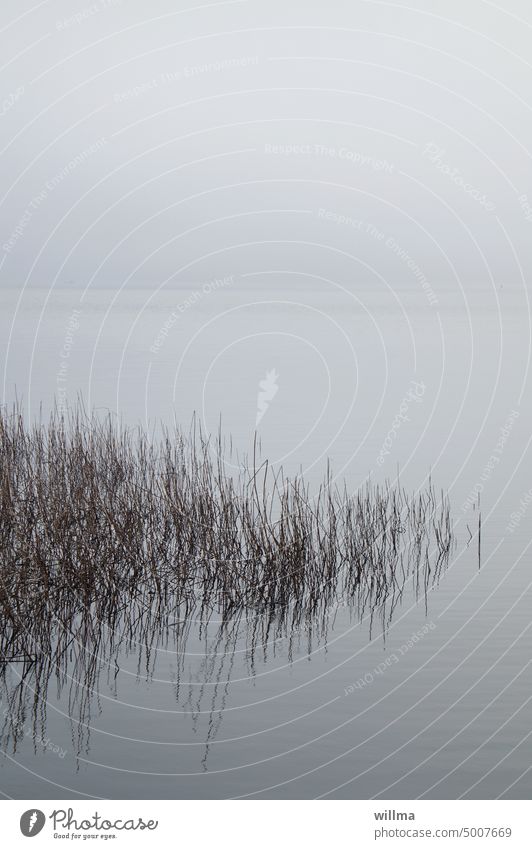 Ruhepool See Meer Bodden Ostsee Wasser Schilfgras ruhig grau Stille Erholung Buchcover