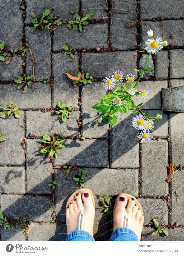 Barfuß in Latschen stehe ich auf einem gepflasterten Fußweg und bewundere mal wieder die Stärke der Natur und die süßen Blüten direkt vor mir. Hach schön! Füße