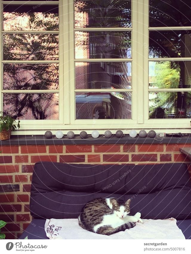 Zuhause ist, wo die Katze ist. entspannt Kissen schlafen Halbschlaf Sofa Balkon Fenster draußen Pause dösig Dösend dösen Erholung ruhig träumen liegen Haustier