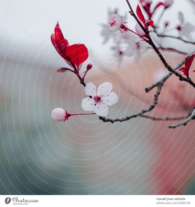 Kirschblütenblüte im Frühling Sakura-Blüte Kirschbaum Kirsche Sakurabaum Blume rosa rosa Blume Blütenblätter geblümt Flora Natur natürlich dekorativ