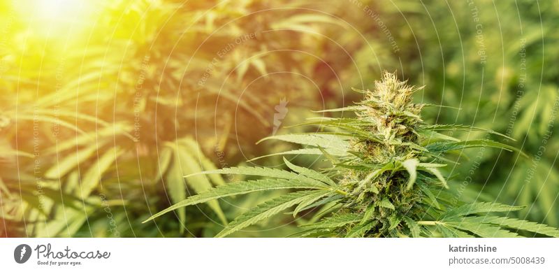 Blühendes reifes Marihuana mit Knospen und grünen Blättern bei Sonnenuntergang. Bio Cannabis Sativa Weibliche Pflanzen mit CBD Blumen cbd medizinisch Schonung